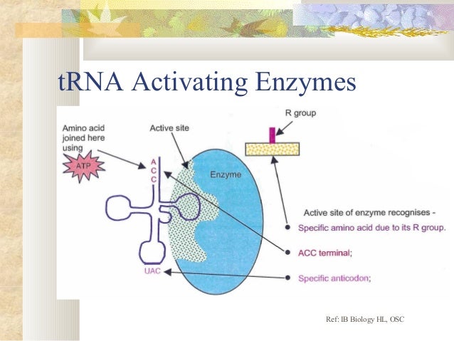 State The Role Of The Trna Activating Enzymes.