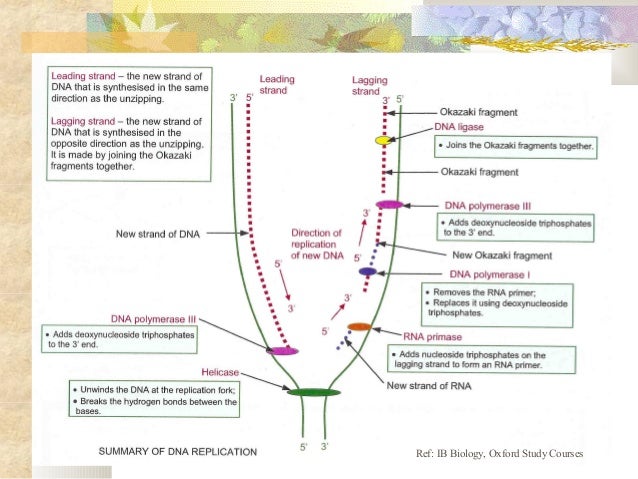 7.2 dna replication