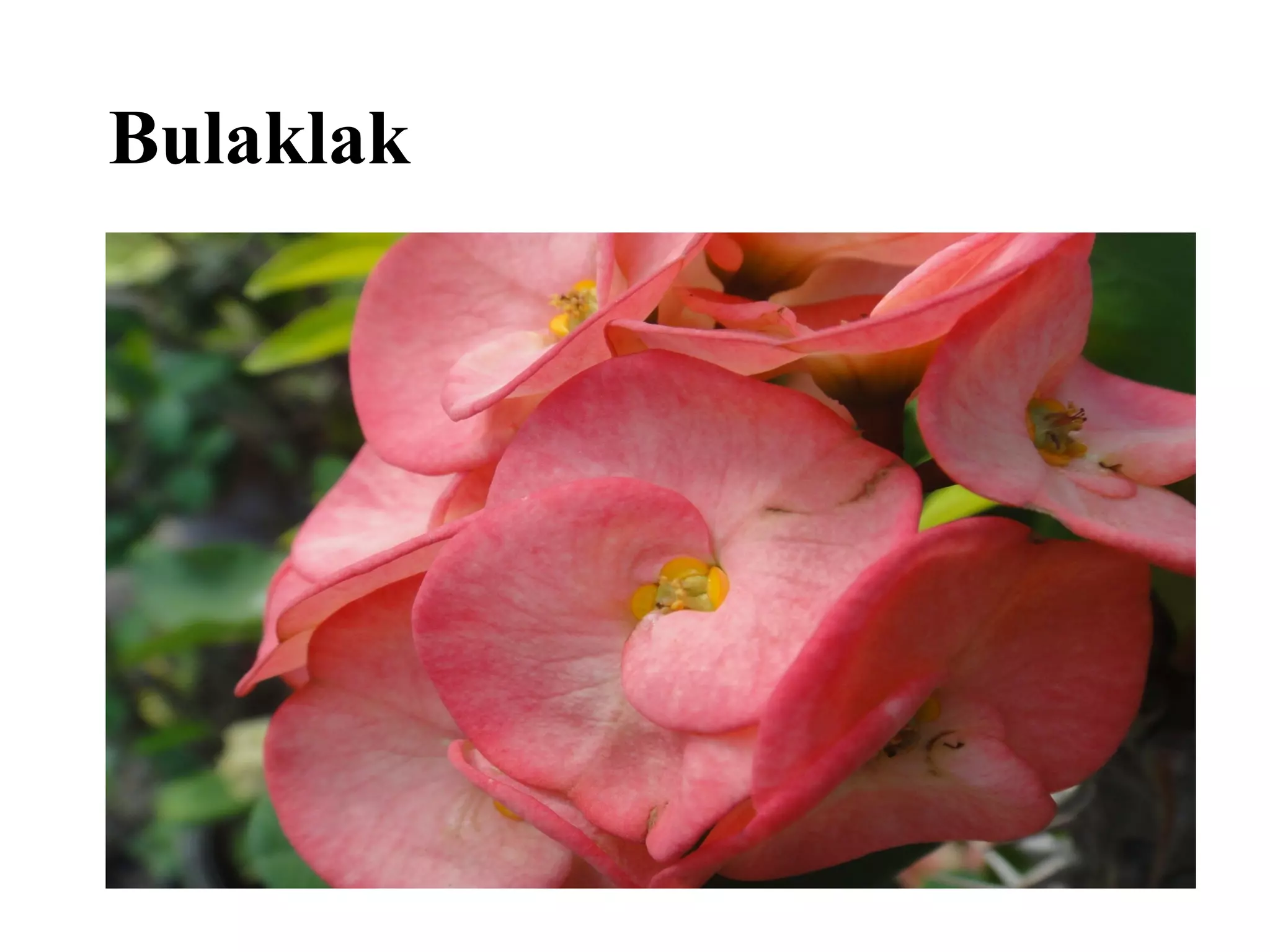 Bulaklak