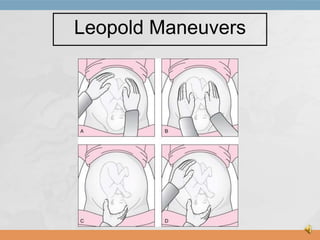 Leopold Maneuvers

 