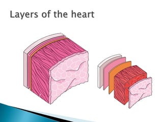 Fibrous pericardium
Serous pericardium (parietal layer)
Pericardial space
Serous pericardium (visceral layer - Epicardium)

Endocardium

Pericardium
Myocardium

 