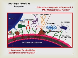 Hay 4 Súper-Familias de
Receptores

1) Receptores Canales Iónicos
Neurotransmisores “Rápidos”

2)Receptores Acoplados a Proteínas G, 7
TM o Metabotrópicos “Lentos”

53

 