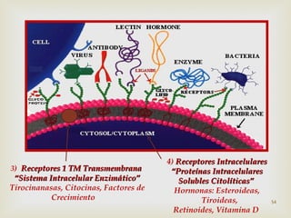 3) Receptores 1 TM Transmembrana

“Sistema Intracelular Enzimático”
Tirocinanasas, Citocinas, Factores de
Crecimiento

4) Receptores Intracelulares
“Proteínas Intracelulares
Solubles Citolíticas”
Hormonas: Esteroideas,
Tiroideas,
Retinoides, Vitamina D

54

 