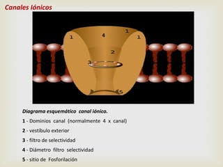 Canales Iónicos

4

Diagrama esquemático canal iónico.
1 - Dominios canal (normalmente 4 x canal)
2 - vestíbulo exterior
3 - filtro de selectividad
4 - Diámetro filtro selectividad
5 - sitio de Fosforilación

 