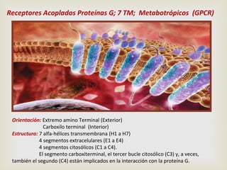 Receptores Acoplados Proteínas G; 7 TM; Metabotrópicos (GPCR)

Orientación: Extremo amino Terminal (Exterior)
Carboxilo terminal (Interior)
Estructura: 7 alfa-hélices transmembrana (H1 a H7)
4 segmentos extracelulares (E1 a E4)
4 segmentos citosólicos (C1 a C4).
El segmento carboxiterminal, el tercer bucle citosólico (C3) y, a veces,
también el segundo (C4) están implicados en la interacción con la proteína G.

 