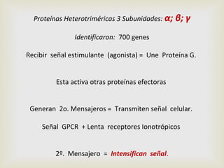 Proteínas Heterotriméricas 3 Subunidades: α;

β; γ

Identificaron: 700 genes
Recibir señal estimulante (agonista) = Une Proteína G.
Esta activa otras proteínas efectoras
Generan 2o. Mensajeros = Transmiten señal celular.
Señal GPCR + Lenta receptores Ionotrópicos
2º. Mensajero = Intensifican señal.

 