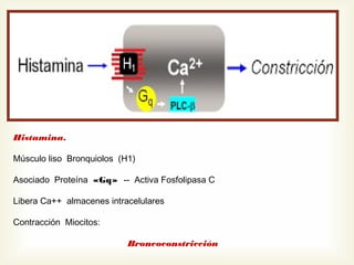 Histamina.
Músculo liso Bronquiolos (H1)
Asociado Proteína «Gq» -- Activa Fosfolipasa C
Libera Ca++ almacenes intracelulares
Contracción Miocitos:
Broncoconstricción

 