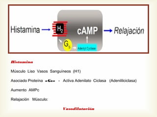 Histamina
Músculo Liso Vasos Sanguíneos (H1)
Asociado Proteína «Gs» - Activa Adenilato Ciclasa (Adenililciclasa)
Aumento AMPc
Relajación Músculo:
Vasodilatación

 
