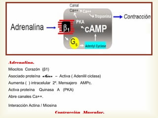 Adrenalina.
Miocitos Corazón (β1)
Asociado proteína «Gs» – Activa ( Adenilil ciclasa)
Aumenta ( ) intracelular 2º. Mensajero AMPc.
Activa proteína

Quinasa A (PKA)

Abre canales Ca++.
Interacción Actina / Miosina
Contracción Muscular.

 