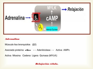 Adrenalina
Músculo liso bronquiolos (β2)
Asociado proteína «Gs»

- - Adenilciclasa - - Activa AMPc

Activa Miosina Cadena Ligera Quinasa (MYLK):
Relajación célula.

 
