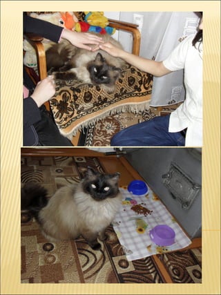 презентация 7 класс