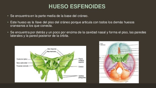 7. Sistema Esquelético Axial cap 7