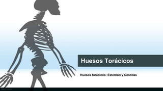 Huesos Torácicos
Huesos torácicos: Esternón y Costillas

 