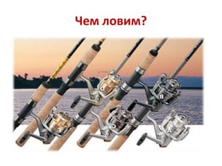 Чем ловим?

 