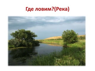 Где ловим?(Река)

 