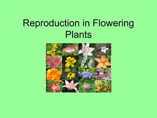 Reproduction in Flowering
Plants

 