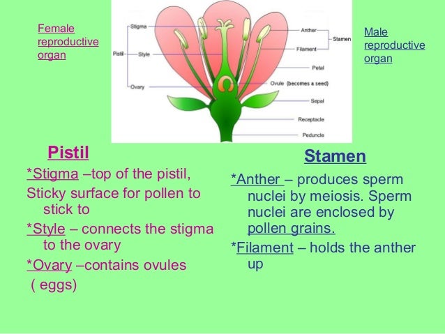 male sex organ in plants male sex organ in plants
