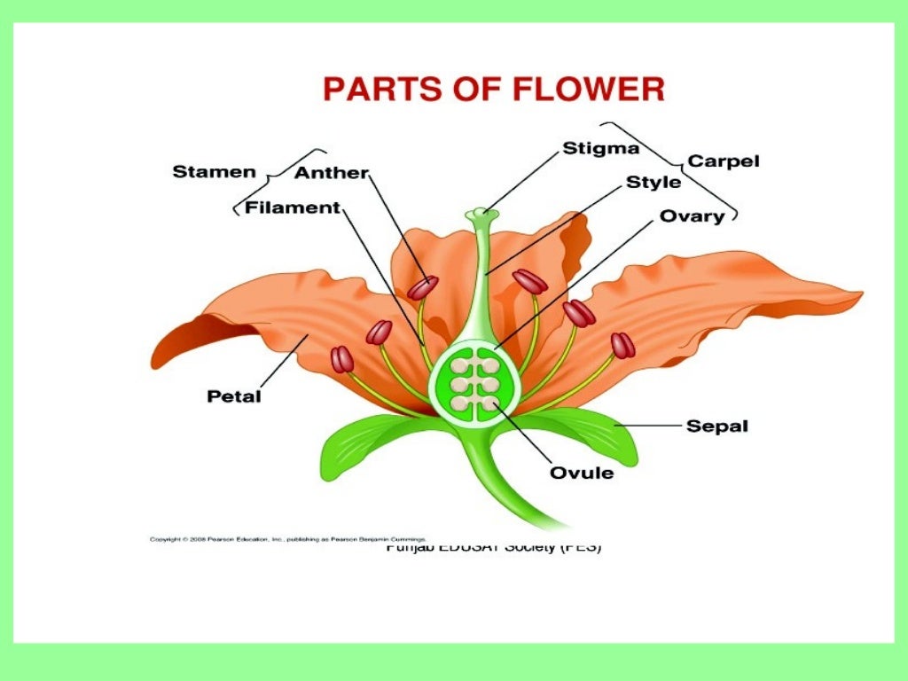 7. Reproduction in flowering plants - Part 2