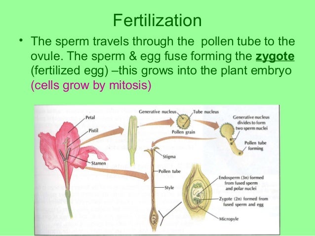 7. Reproduction in flowering plants - Part 2
