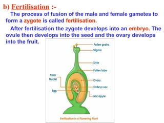 b) Fertilisation :The process of fusion of the male and female gametes to
form a zygote is called fertilisation.
After fertilisation the zygote develops into an embryo. The
ovule then develops into the seed and the ovary develops
into the fruit.

 
