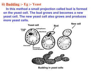 ii) Budding :- Eg :- Yeast
In this method a small projection called bud is formed
on the yeast cell. The bud grows and becomes a new
yeast cell. The new yeast cell also grows and produces
more yeast cells.
Yeast cell

Bud

Budding in yeast cells

New cell

 