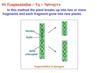 iii) Fragmentation :- Eg :- Spirogyra
In this method the plant breaks up into two or more
fragments and each fragment grow into new plants.

 