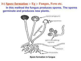 iv) Spore formation :- Eg :- Fungus, Fern etc.
In this method the fungus produces spores. The spores
germinate and produces new plants.

Spore formation in fungus

 