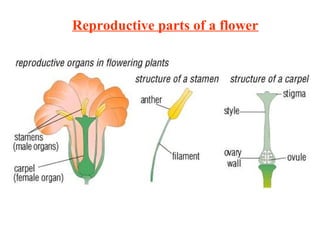 Reproductive parts of a flower

 
