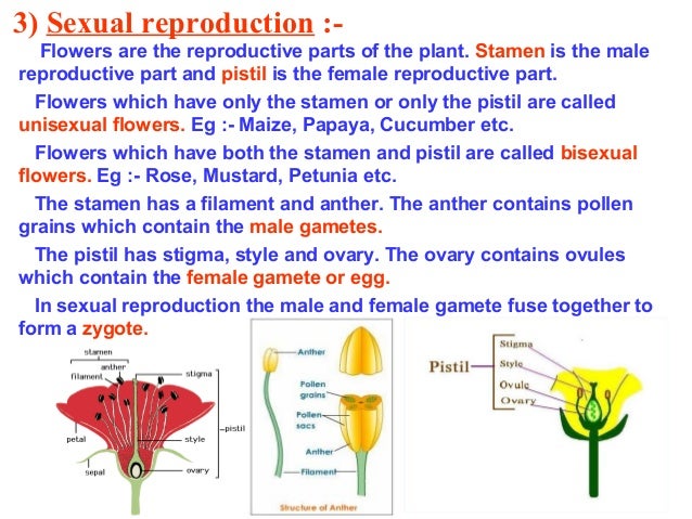 Male And Female Flower Parts Morphoanatomy Of The Flower Cannabis