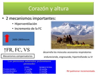 Corazón y altura
• 2 mecanismos importantes:
• Hiperventilación
• Incremento de la FC
2600-2800msnm

Años y genéticamente.

↑FR, FC, VS
Mecanismos compensatorios

desarrolla los músculos accesorios respiratorios
endureciendo, engrosando, hipertrofiando su VI

RV pulmonar incrementada.

 