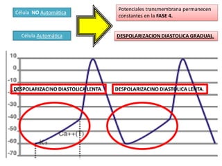 Célula NO Automática

Potenciales transmembrana permanecen
constantes en la FASE 4.

Célula Automática

DESPOLARIZACION DIASTOLICA GRADUAL.

DESPOLARIZACINO DIASTOLICA LENTA.

DESPOLARIZACINO DIASTOLICA LENTA.

 