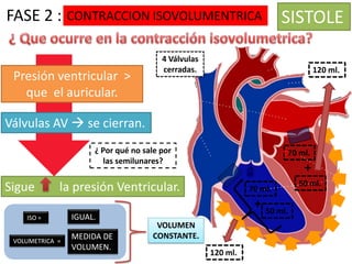 FASE 2 : CONTRACCION ISOVOLUMENTRICA

Presión ventricular >
que el auricular.

SISTOLE

4 Válvulas
cerradas.

120 ml.

Válvulas AV  se cierran.
¿ Por qué no sale por
las semilunares?

Sigue

70 ml.

+

la presión Ventricular.

70 ml.

+
ISO =
VOLUMETRICA =

IGUAL.
MEDIDA DE
VOLUMEN.

VOLUMEN
CONSTANTE.
120 ml.

50 ml.

50 ml.

 