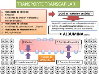 TRANSPORTE TRANSCAPILAR
1. Transporte de líquidos:
a) Filtración
Gradiente de presión hidrostática
Presión oncótica
2. Transporte de solutos:
a) Gradiente de concentración : Difusión
3. Transporte de macromoléculas:
a) Micropinocitosis

¿Qué es la presión oncótica?

La presión coloidosmótica es la presión osmótica
debida a las proteínas plasmáticas que aparece
entre el compartimento vascular e intersticial.

P. Capilar

P. Liquido Intersticial

ALBUMINA (80%)
P. Oncotica Plasmática

Fuerzas de
STARLING.. !!!

P. Oncotica Intersticial

 