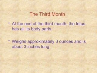The Third Month
• At the end of the third month, the fetus
has all its body parts
• Weighs approximately 3 ounces and is
about 3 inches long

11

 