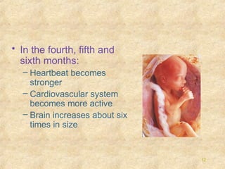 • In the fourth, fifth and
sixth months:
– Heartbeat becomes
stronger
– Cardiovascular system
becomes more active
– Brain increases about six
times in size

12

 