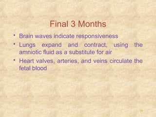 Final 3 Months
• Brain waves indicate responsiveness
• Lungs expand and contract, using the
amniotic fluid as a substitute for air
• Heart valves, arteries, and veins circulate the
fetal blood

14

 