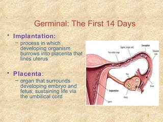Germinal: The First 14 Days
• Implantation:
– process in which
developing organism
burrows into placenta that
lines uterus

• Placenta:
– organ that surrounds
developing embryo and
fetus, sustaining life via
the umbilical cord

8

 