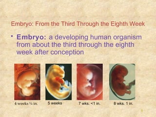 Embryo: From the Third Through the Eighth Week

• Embryo: a developing human organism
from about the third through the eighth
week after conception

4 weeks ¼ in.

5 weeks

7 wks. <1 in.

8 wks. 1 in.
9

 