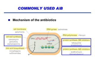 COMMONLY USED A/B
 Mechanism of the antibiotics

 