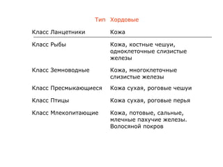 Тип Хордовые
Класс Ланцетники

Кожа

Класс Рыбы

Кожа, костные чешуи,
одноклеточные слизистые
железы

Класс Земноводные

Кожа, многоклеточные
слизистые железы

Класс Пресмыкающиеся

Кожа сухая, роговые чешуи

Класс Птицы

Кожа сухая, роговые перья

Класс Млекопитающие

Кожа, потовые, сальные,
млечные пахучие железы.
Волосяной покров

 