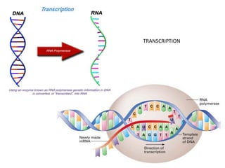 TRANSCRIPTION
 