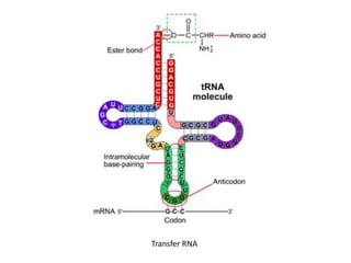 Transfer RNA
 