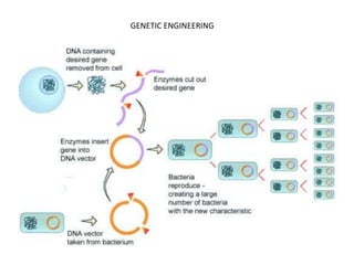 GENETIC ENGINEERING
 