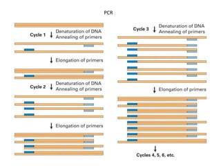 PCR
 