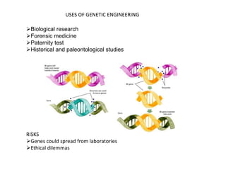 USES OF GENETIC ENGINEERING
Biological research
Forensic medicine
Paternity test
Historical and paleontological studies
RISKS
Genes could spread from laboratories
Ethical dilemmas
 