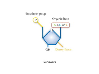 NUCLEOTIDE
 