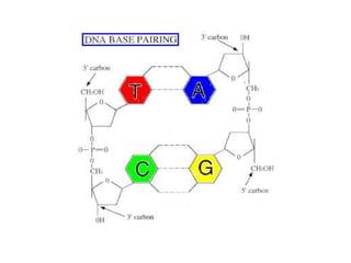 7. molecular genetics