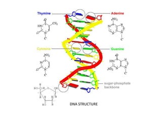 DNA STRUCTURE
 
