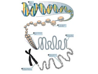 7. molecular genetics