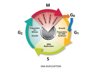 DNA DUPLICATTION
 
